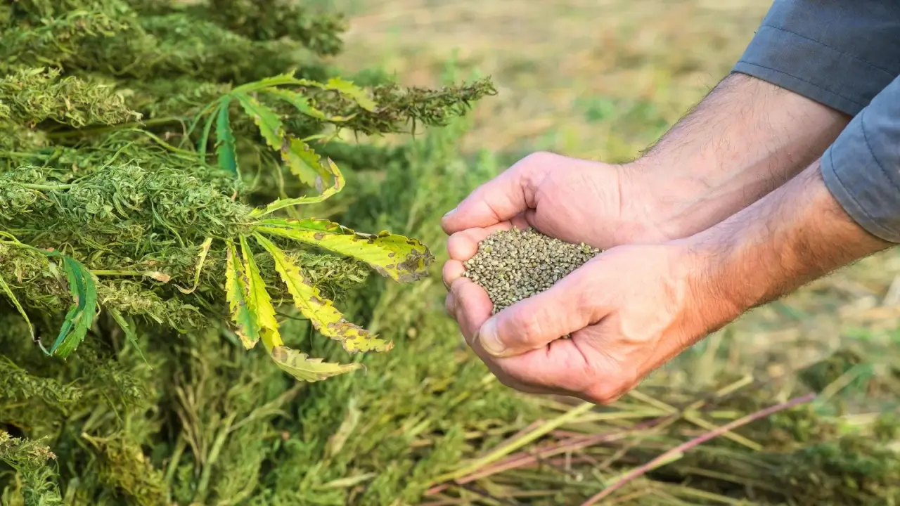 Farmer holds a full handful of hemp seeds after harvest, with neatly stacked green and brown hemp stalks nearby. 