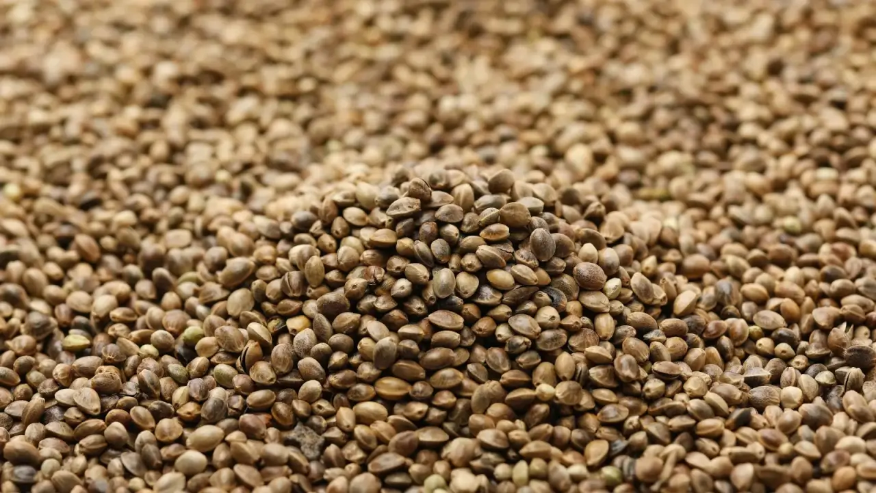 A pile of hemp seeds shows a dense layer of small, oval grains in shades of brown, tan, and cream with subtle mottled patterns. 