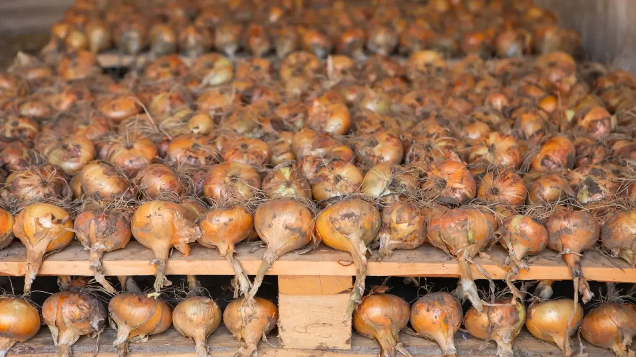 Close-up of rows of onions with roots laid out on wooden pallets in a basement for long-term storage.