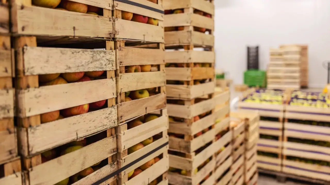 Many wooden boxes filled with apples and vegetables for storage in a large, cool room.