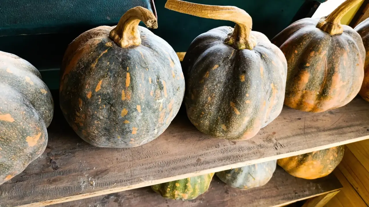 A close-up of large, dark green, orange-spotted pumpkins with ribbed oval shapes, arranged for storage on wooden shelves.