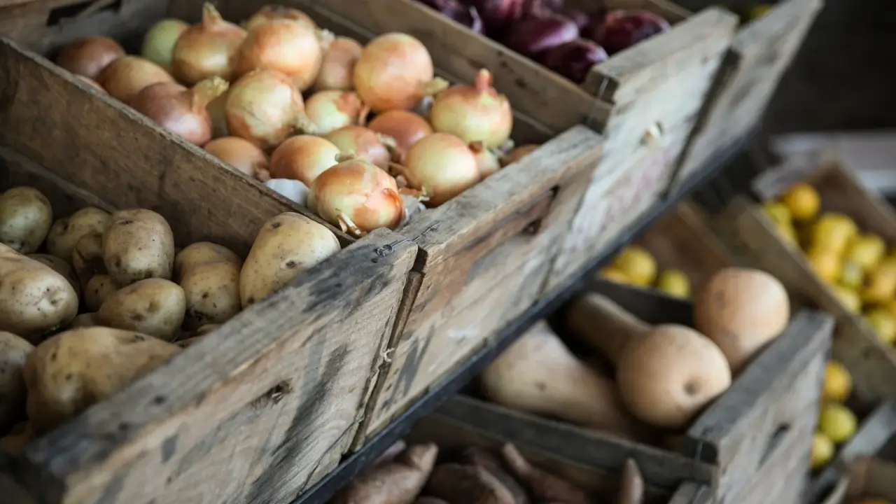 Potatoes, onions, sweet potatoes, pumpkins, and apples are placed in wooden boxes in a dark room.