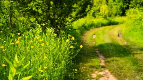 Forest farming in suitable areas, showing a dirt road in the countryside going through a forest that has a farm nearby