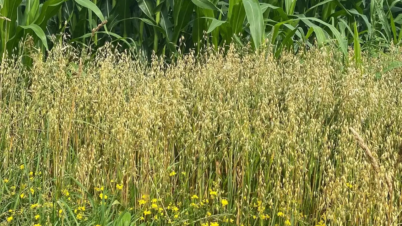 An area with crops in the background having planted various greens and blooms near the crop area appearing to have yellow blooms to serve as habitat for wildlife