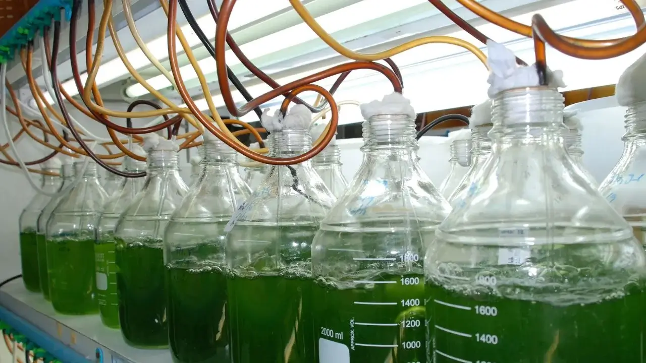 The New Superfood With Minimal Environmental Footprint