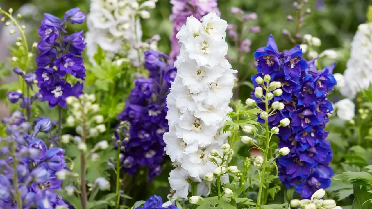 A midshot of lovely spires of Larkspur, having delicate petals in hues of white, blue and purple surrounded by bright green foliage
