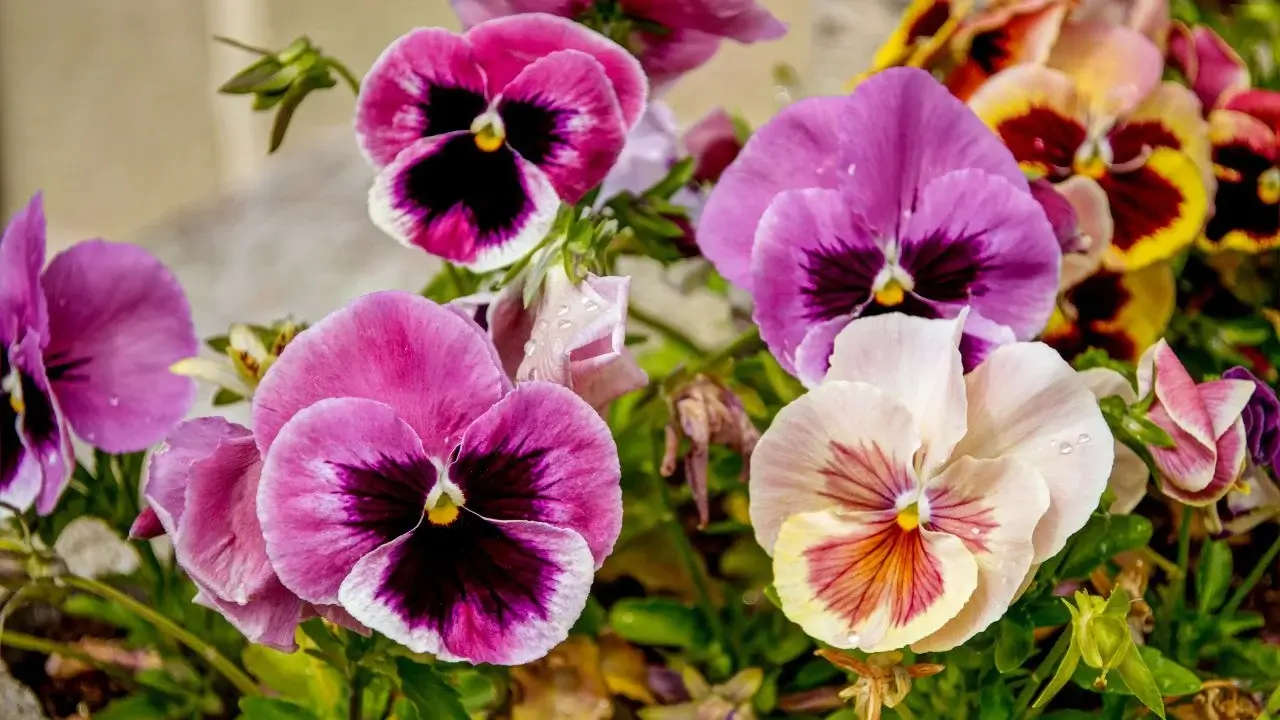 An area in the garden with lovely Pansies appearing to have hues of pinks, yellows and creams looking healthy under warm sunlight