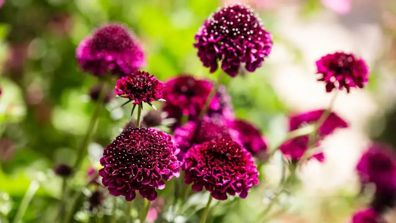 A closeup shot of Scabiosa blooms having a deep red color looking delicate surrounded by green leaves under sunlight