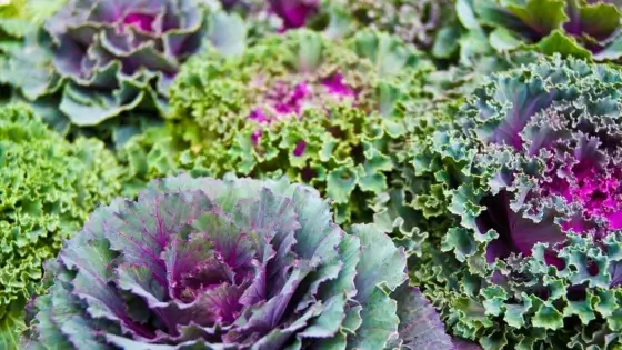 close up on rows of colorful ornamental kale in the garden.