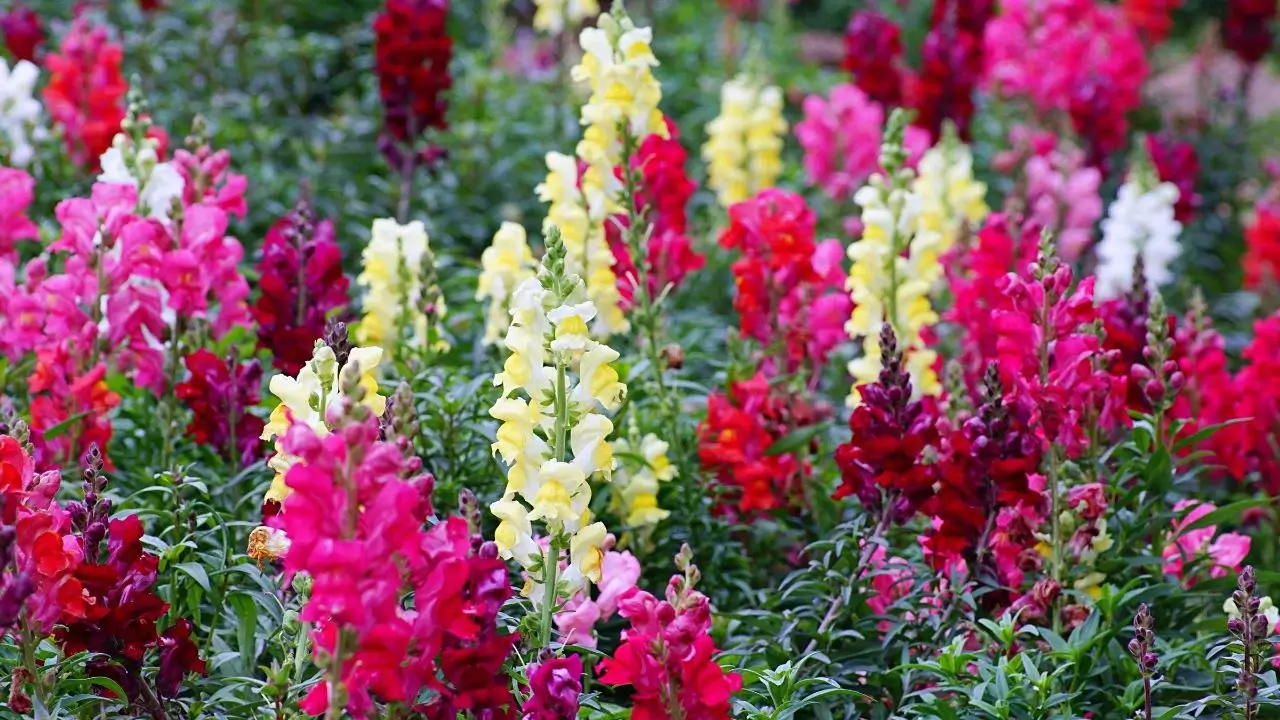 An area with lush and healthy Snapdragons appearing to have vibrant colors of red, pink and yellow while surrounded by deep green foliage