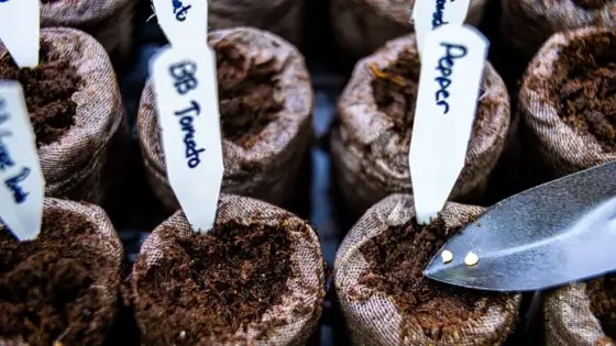 A person placing vegetable seeds February in pellets, appearing to use a metal trowel to put seeds in each piece under bright light
