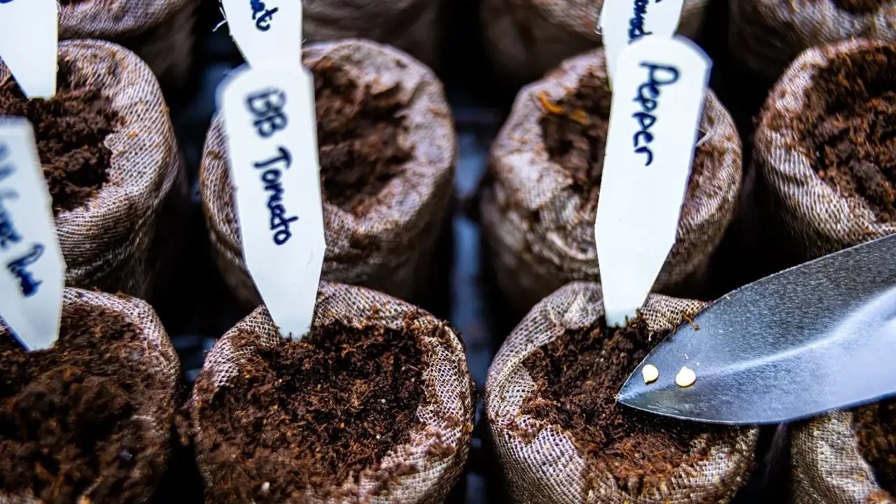 7 Vegetables to Start From Seed in February