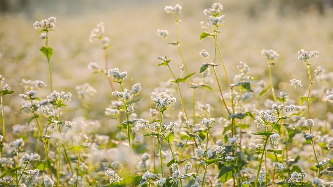 5 Cover Crops You Can Plant in February