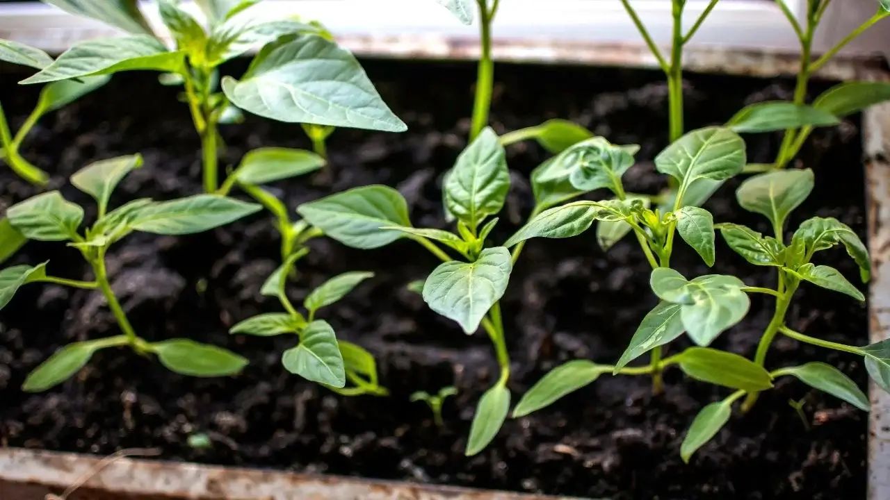 A tray filled with rows of Pepper seedlings appearing to have lovely green leaves and stems popping out of dark brown material that looks damp