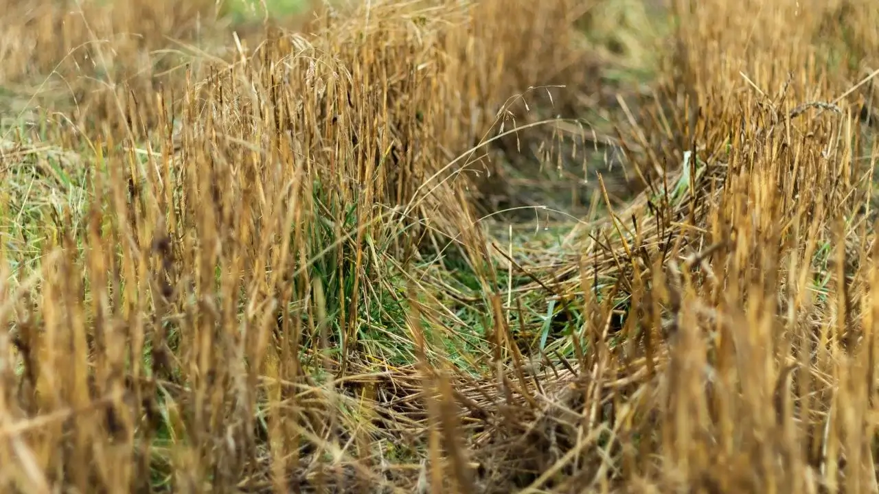 A closeup of grass cut in field, appearing to have dry stems cut near the ground with flattened layers of green foliage