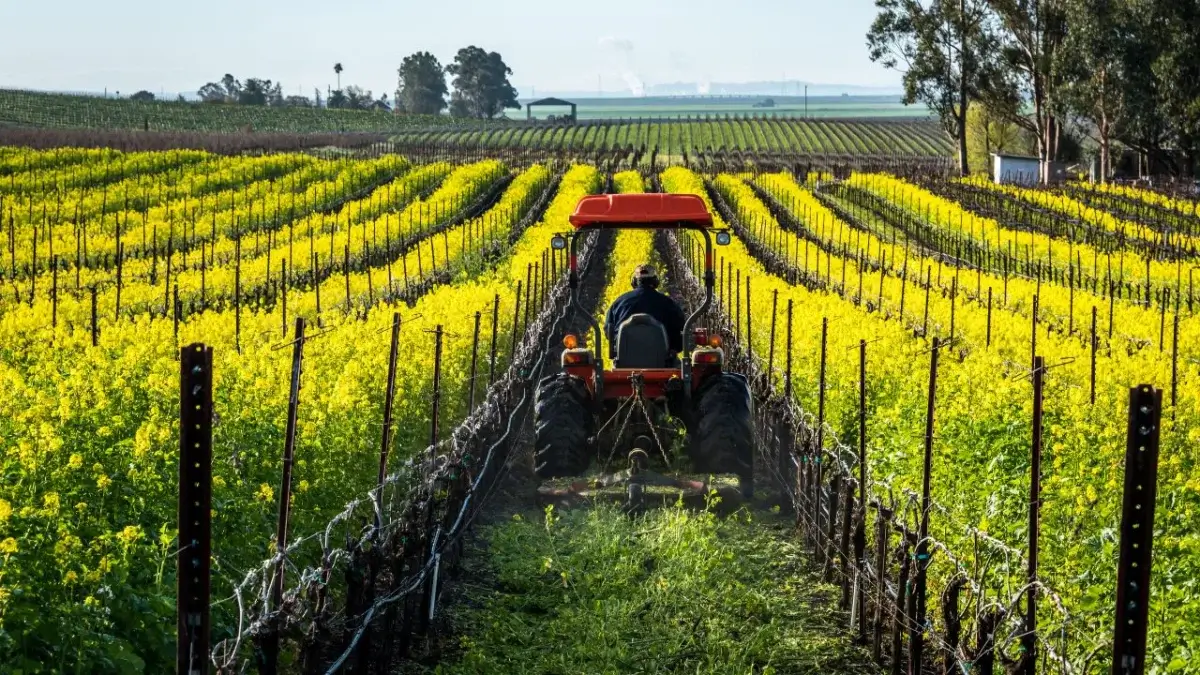 A farmer driving a machine to kill cover crop, appearing to do so along a field with various greens surrounded by fencing
