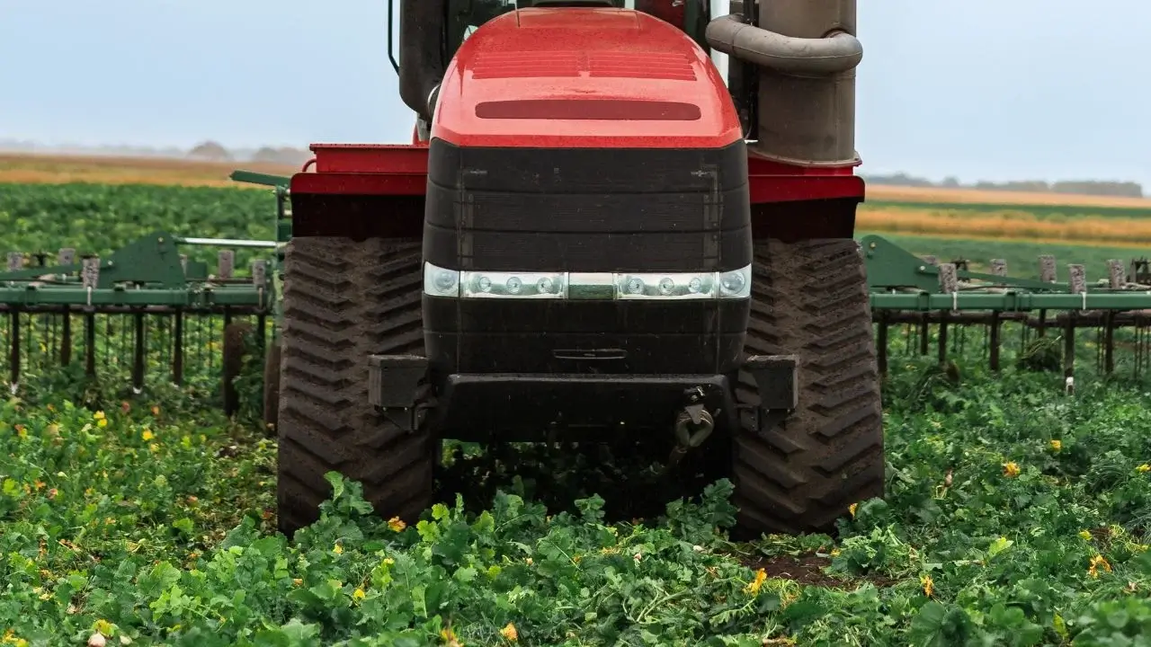 A red tractor tilling low-growing plants appearing to look thick and lush planted in a wide farm