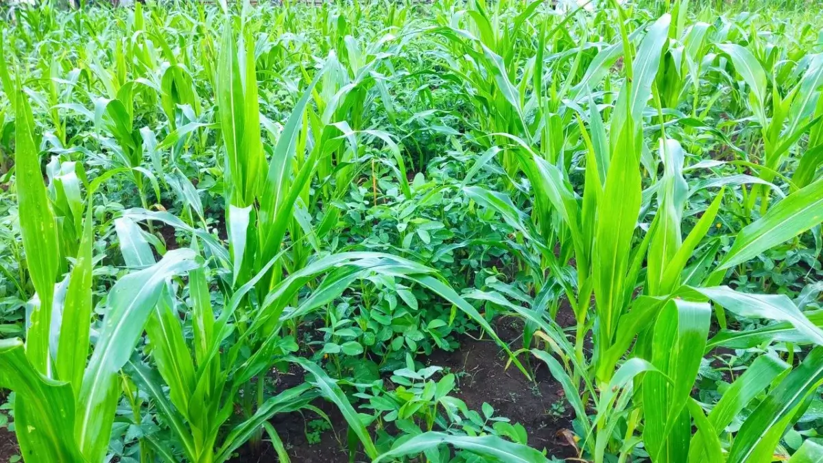 An area with various crops showing an interseeding system, appearing to include maize and peanut plants appearing bright green under sunlight