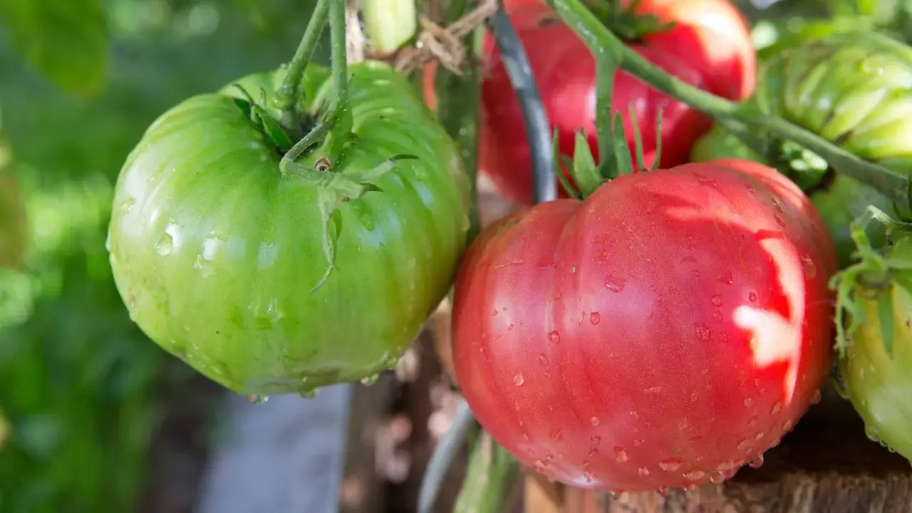A closeup shot of multiple Beefsteak Pole crops appearing to have red and green hues dangling from the plant under bright and warm sunlight