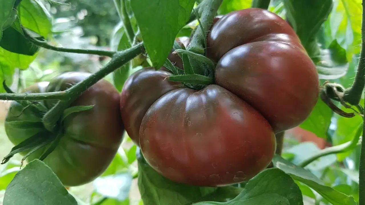 A closeup shot of Black Krim Pole fruits appearing to have red-purple skin that look smooth and shiny under sunlight