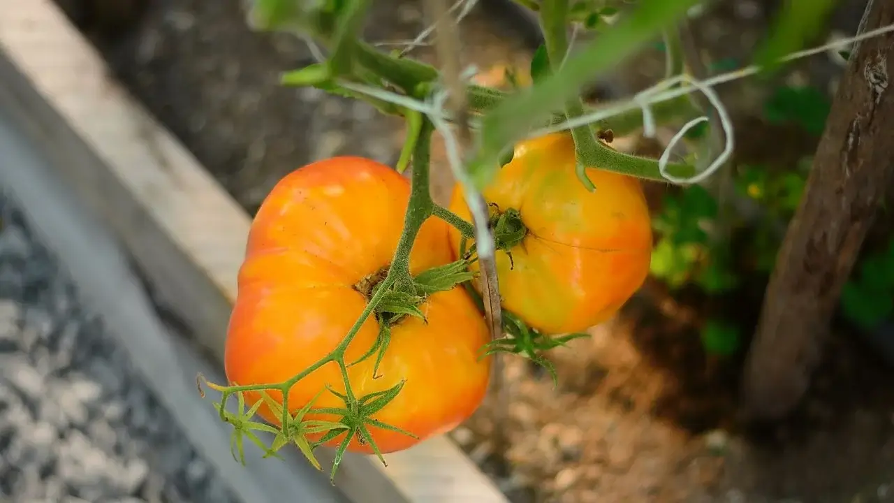 A shot of Brandywine Red & Yellow Blend fruits appearing to have beefy shape while still attached to the plant with green foliage, growing in a farm bed