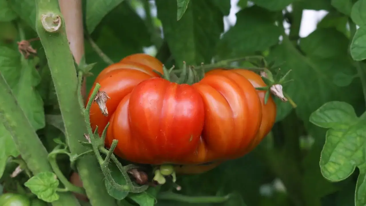 A lone Costoluto Genovese Pole fruit appearing to look a bit flat with deep ridges on its form, surrounded by deep green foliage