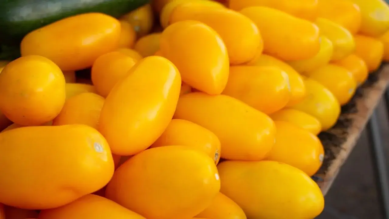 A large pile of Cream Sausage Bush crops appearing to have a bright yellow color with smooth skin ready to be sold in the market