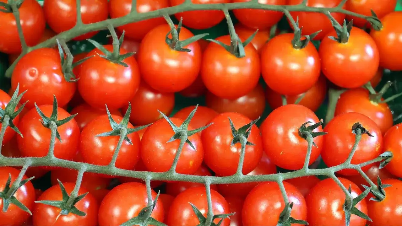 Freshly harvested Gardener's Delight Pole Cherry fruits appearing to be attached to the stem, each fruit having a bright red color under light