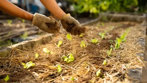 A person doing March soil amendments, applying material on a lovely farm bed with small green seedlings placed in rows