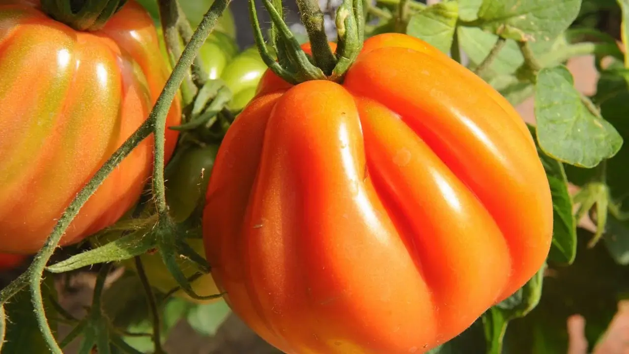 A closeup shot of a ripening Oxheart Pole fruit appearing to have deep crevices on its body with smooth skin surrounded by green foliage under warm sunlight