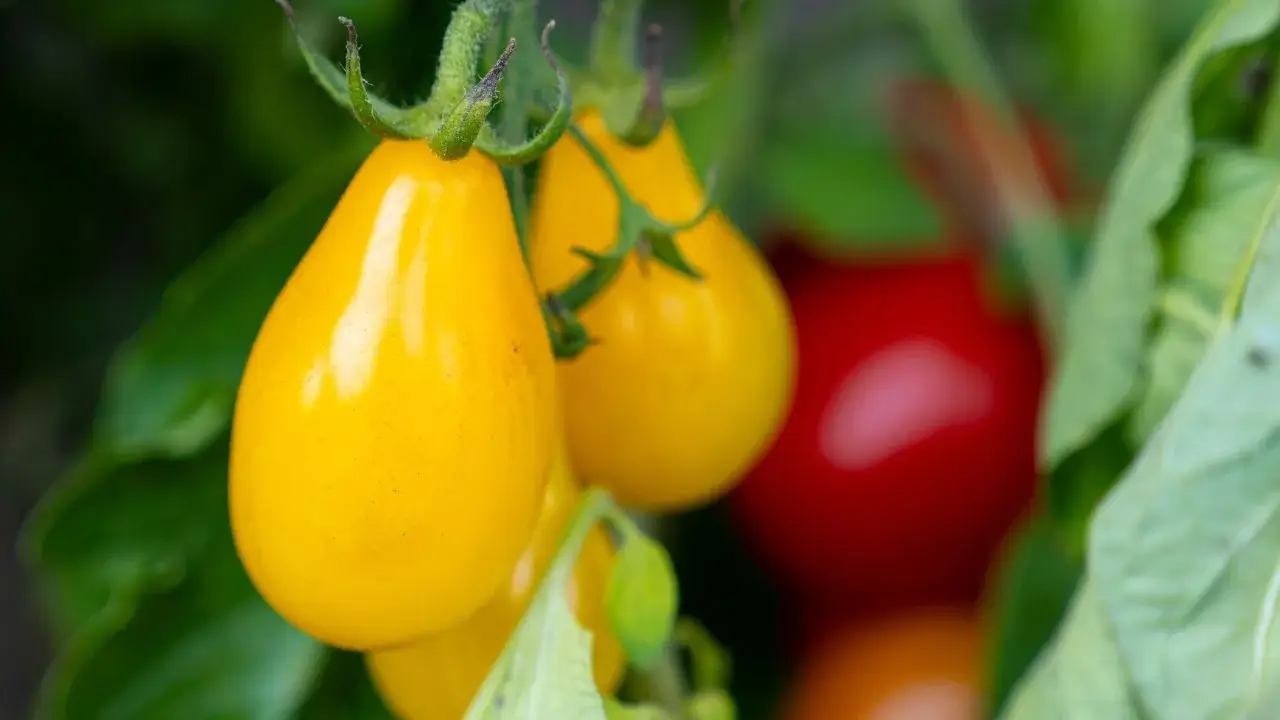 Ripening Red & Yellow Pear Blend Pole Cherry fruits still attached to the plant with vibrant green foliage placed somewhere sunny