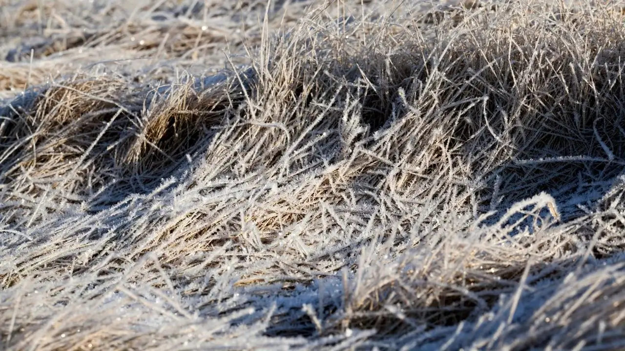 Thick layers of grass frozen over, having all the grass appearing to die back because of the extreme cold and ice
