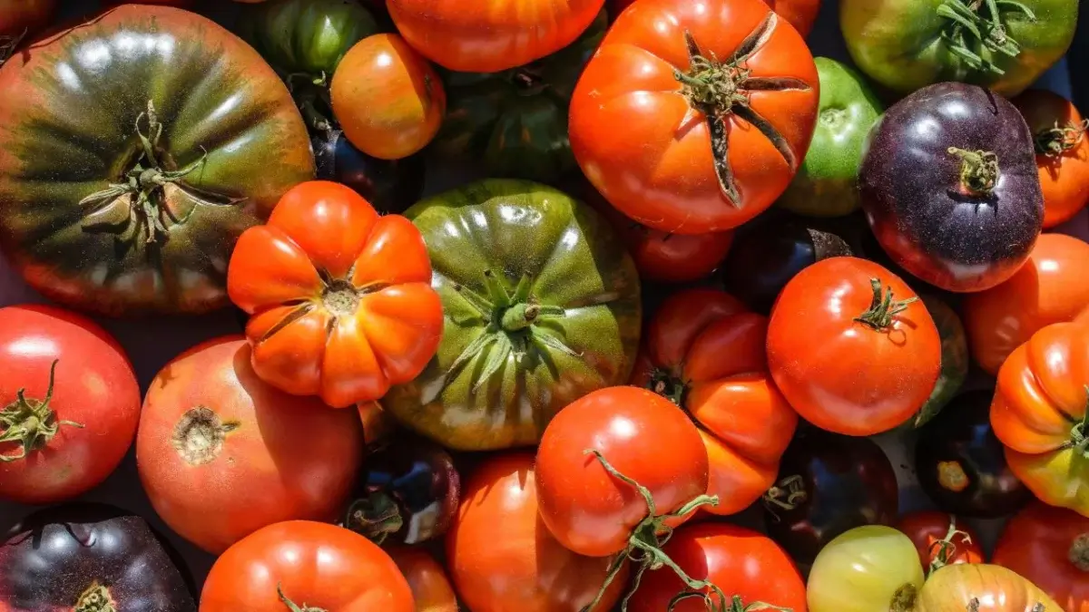 Showing how to grow heirloom tomatoes, including various varieties with different colors and sizes placed on a surface that gets lots of warm sunlight