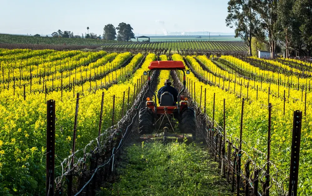A farmer mows down a row of cover crops
