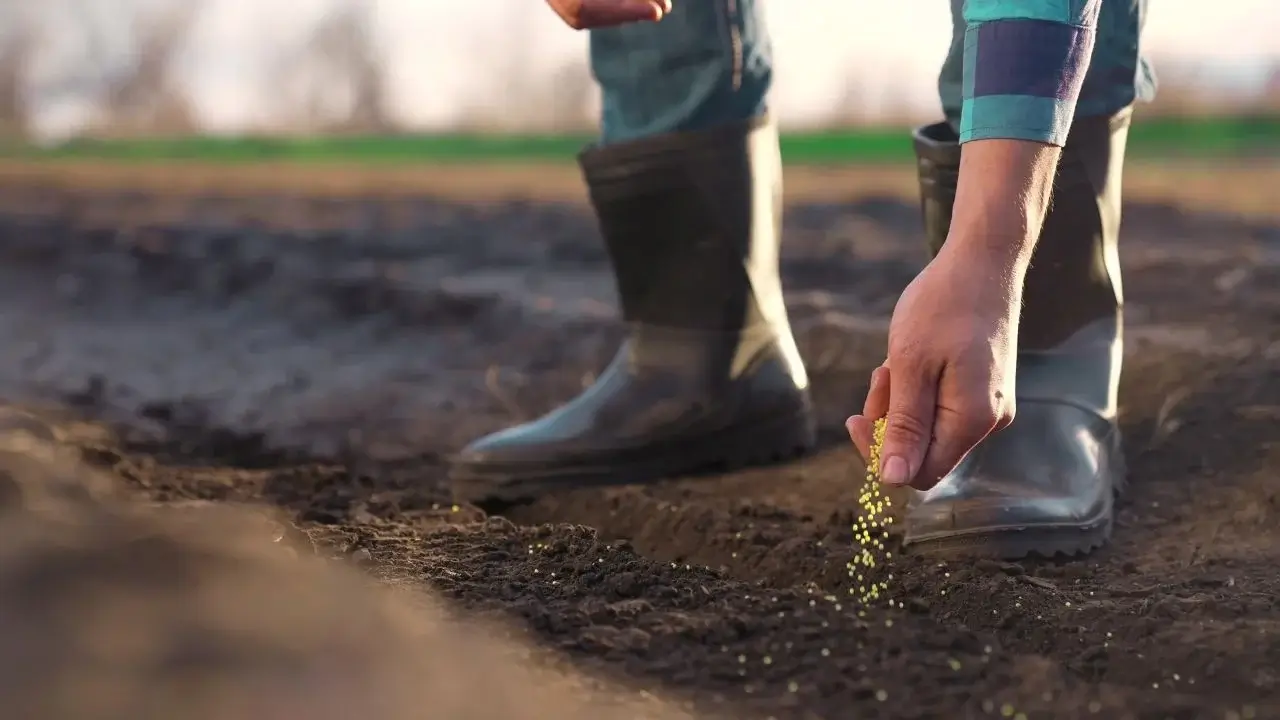A farmer wearing boots placing a handful of seeds in soil, appearing to have a dark brown color under warm sunlight
