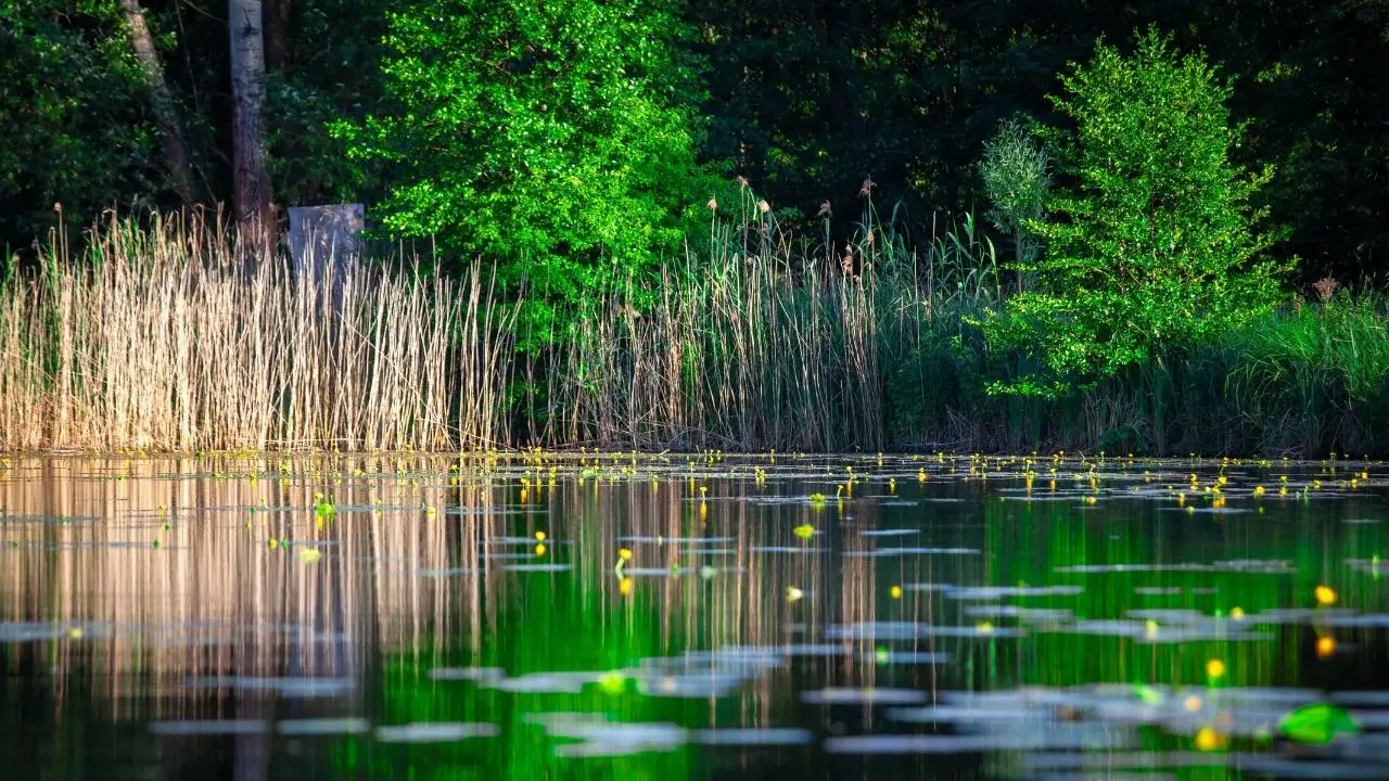 A lovely pond having plants and grass growing along its edge, with the foliage looking green and some cream under the light