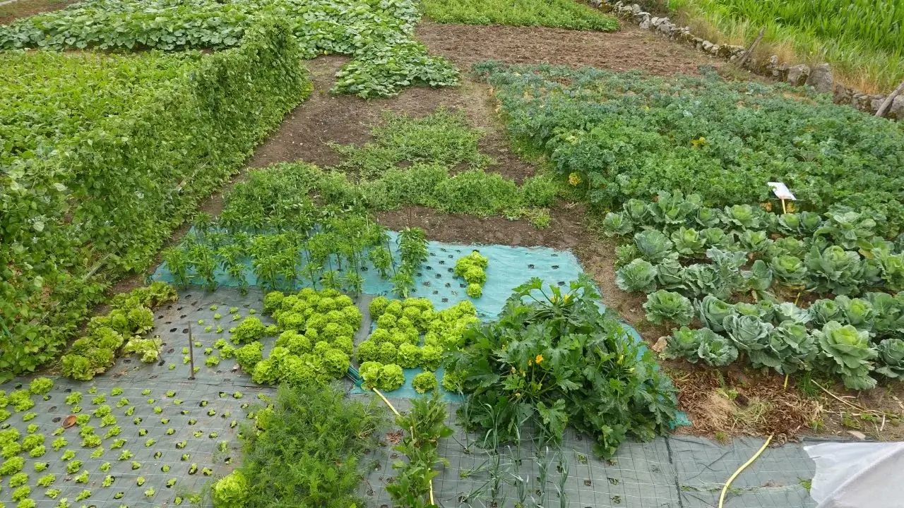 A permaculture garden at a fertile plot of land, appearing to have various crops with green foliage