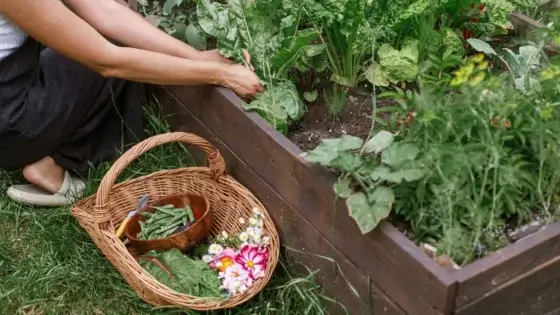 A person working on a raised bed in a farm, showcasing permaculture Brandy Hall discussed in an interview, placed somewhere with sunlight