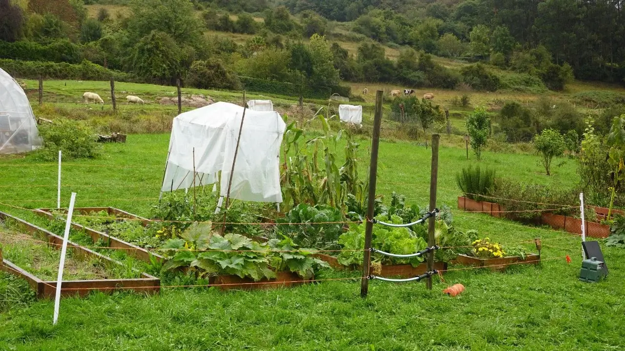 A plot of land with green grass being used for growing crops, involving multiple methods place somewhere with fertile soil