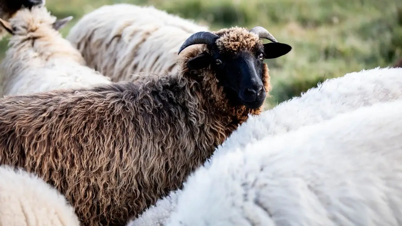 A shot of multiple animals standing beside each other, appearing to have one looking directly at the camera as they graze on green grass