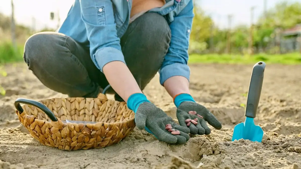 A woman farmer holding beans while wearing gloves for April seed starting, appearing to have a blue trowel stuck in the ground with other greens in the background