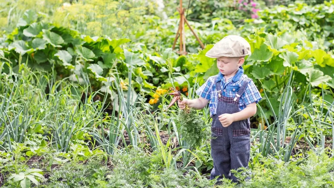 A young boy standing among crops and plants with green foliage, as the child holds crops pulled out of the ground