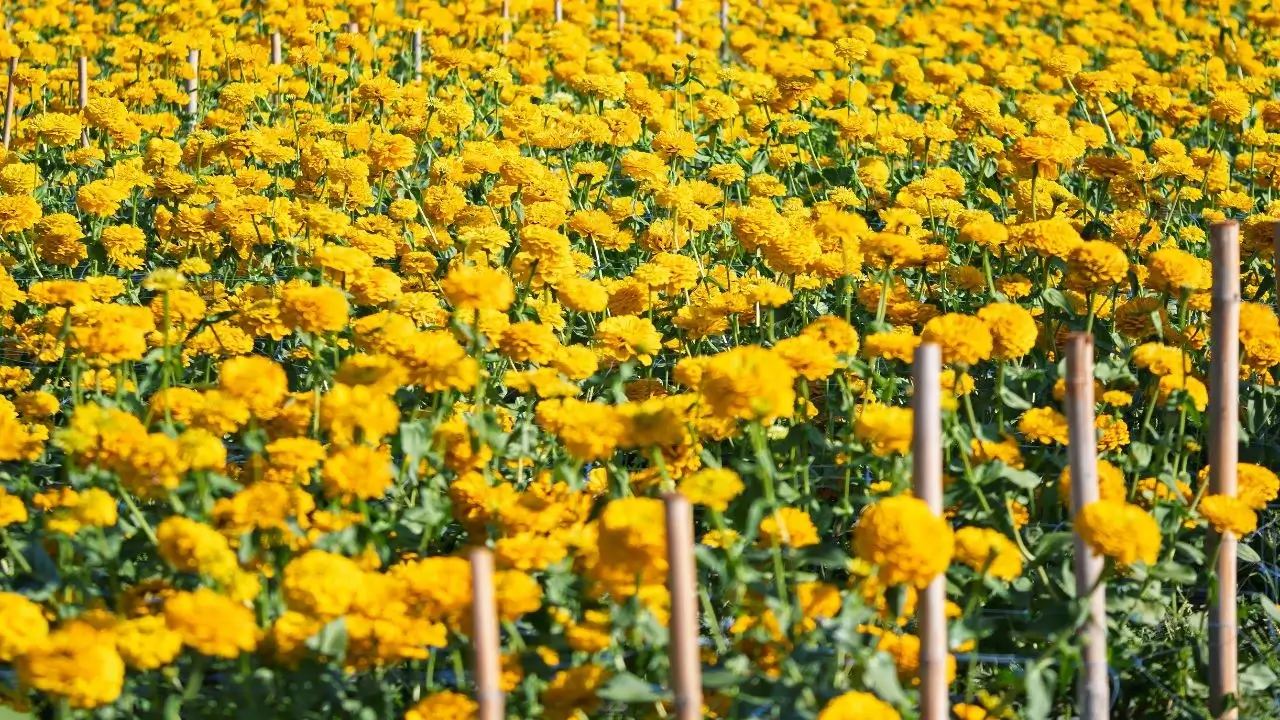 An area covered in yellow marigolds with wooden fencing around it, having lovely green foliage placed under the bright sunlight