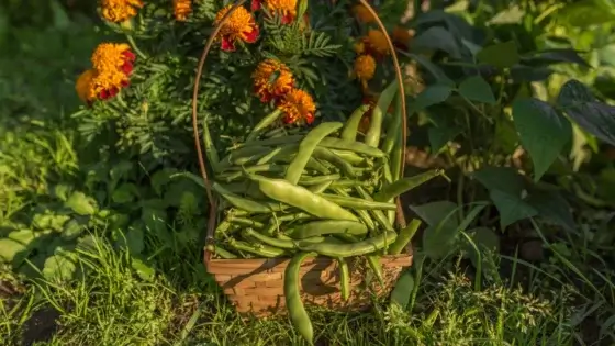 Crops to plant in May, including beans laying in a basket surrounded by lovely blooms, looking healthy under the warm sunlight