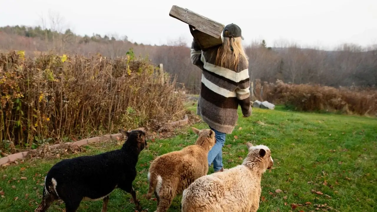 Melissa Schneider carrying wood while being followed by three animals, appearing to have a wide green area in the background