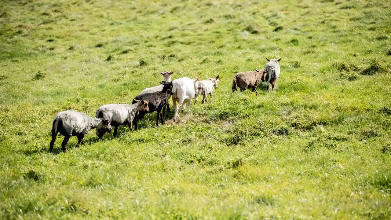 Multiple animals walking in a row, appearing to be under bright and warm sunlight