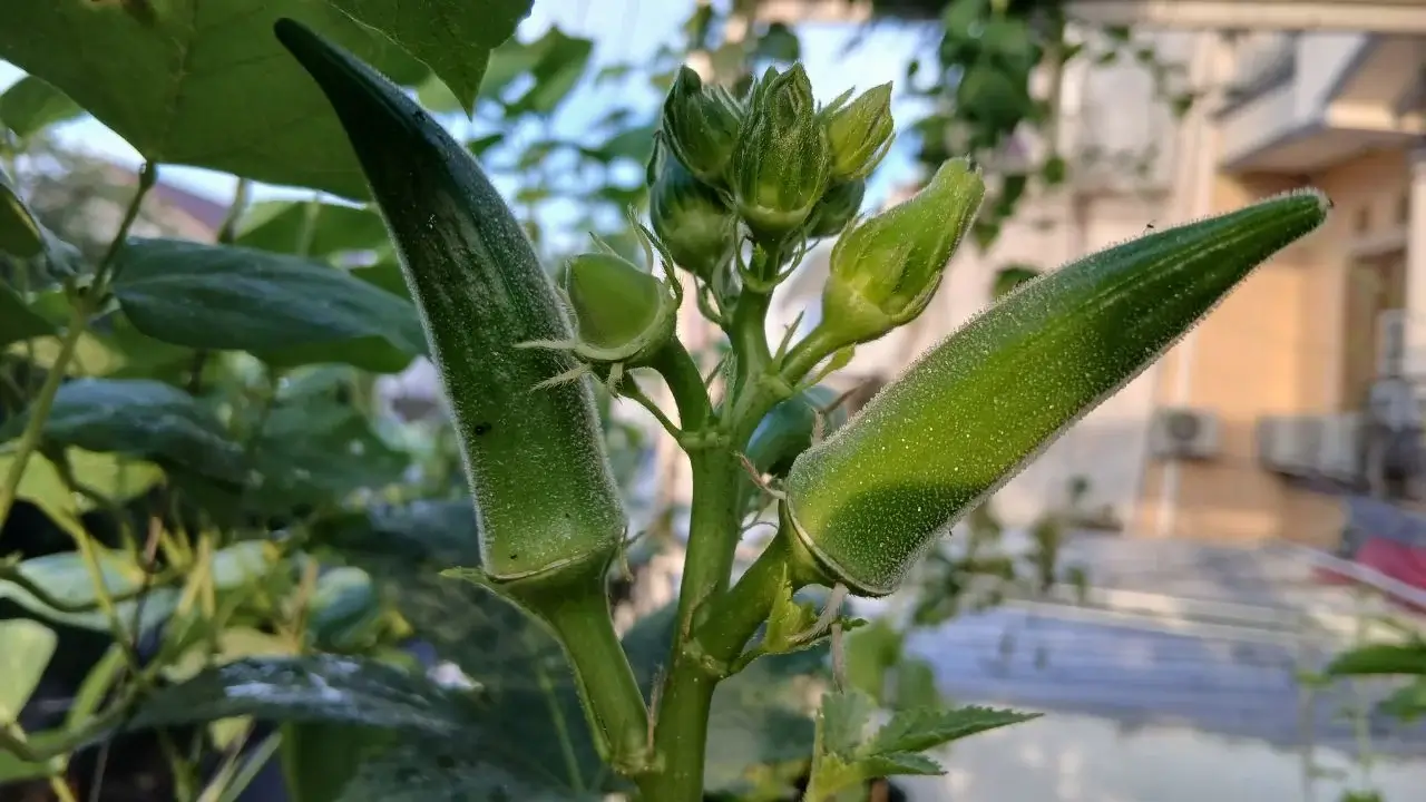 A closeup of Okra pods appearing healthy and green growing in a an area with sunlight and shade