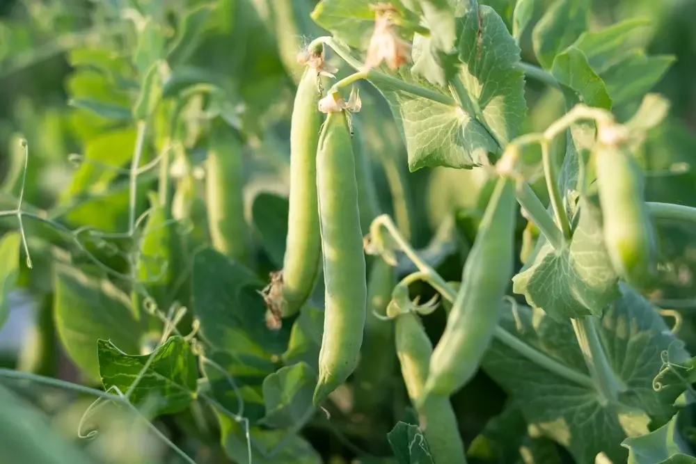 Beans grow on a sunny day in the garden. 