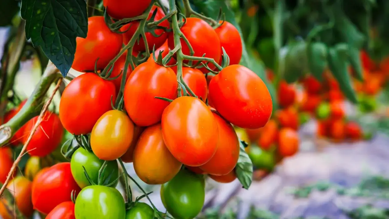 A closeup shot of tomatoes planted in an area with many similar plants with different varieties with some crop bundles appearing to lay on the ground