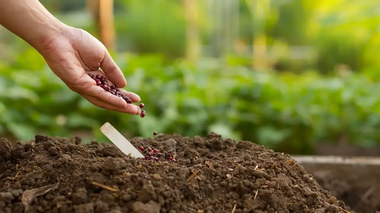 A farmer's hand placing seeds into a mound of soil, looking rich and dark brown with lush greens surrounding them